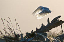 Snowy Owl